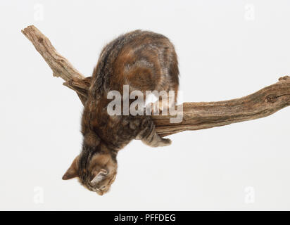 Il gatto domestico, felis catus catus, appollaiato sul ramo di albero, vista da sopra. Foto Stock