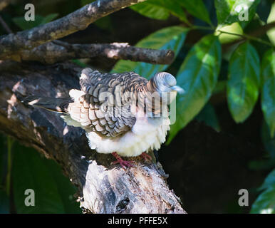 Bar-colomba con spallamento (Geopelia humeralis) preening, Julatten, altopiano di Atherton, estremo Nord Queensland, FNQ, QLD, Australia Foto Stock