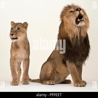 Una leonessa e un maschio di leone ruggente (Panthera leo) Foto Stock