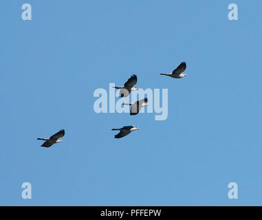 Gregge di Topknot Piccioni (Lopholaimus antarcticus), Julatten, altopiano di Atherton, estremo Nord Queensland, FNQ, QLD, Australia Foto Stock