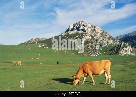 Spagna Cantabria, Parque Nacional de los Picos de Europa, Lago de la Ercina, marrone mucca al pascolo, vista laterale Foto Stock