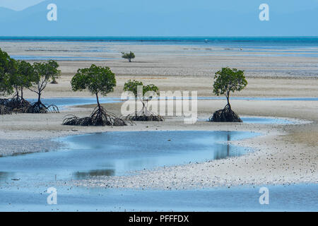 Costiere di mangrovie con radici esposte a bassa marea, Yule Punto vicino a Port Douglas, estremo Nord Queensland, FNQ, QLD, Australia Foto Stock