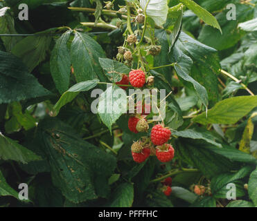 Rubus idaeus, lampone, mazzo di frutti maturi appeso dal ramo, circondato dal verde intenso delle foglie, vicino. Foto Stock