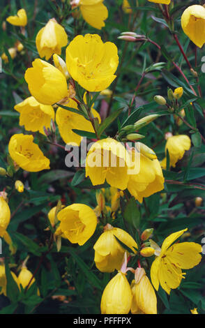 Oenothera fruticosa Fyrverkeri, Sundrops, fiori di colore giallo. Foto Stock