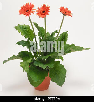 Gerbera 'Freya' (Gerbera, Transvaal Daisy) Foto Stock