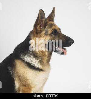 Testa di pastore tedesco cane (canis familiaris), vista laterale Foto Stock