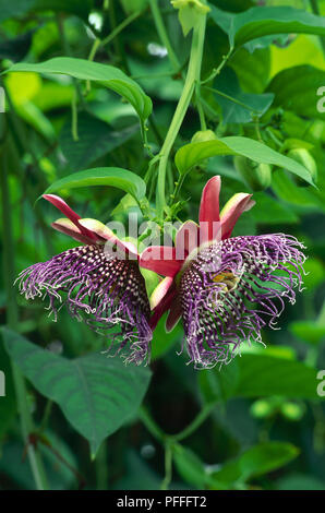 Fiori di Passiflora quadrangularis, Giant Granadilla, mostrando petali di rosa e viola center Foto Stock