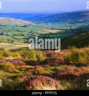 Inghilterra, North Yorkshire, Rosedale, laminazione campi verdi e valle del North York Moors. Foto Stock