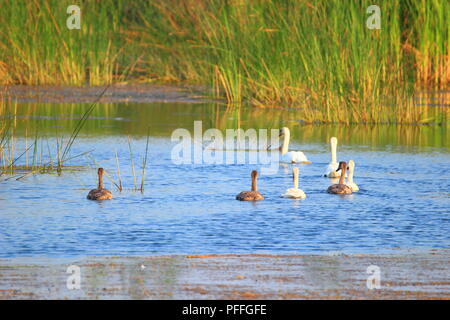La famiglia dei cigni sul lago Foto Stock