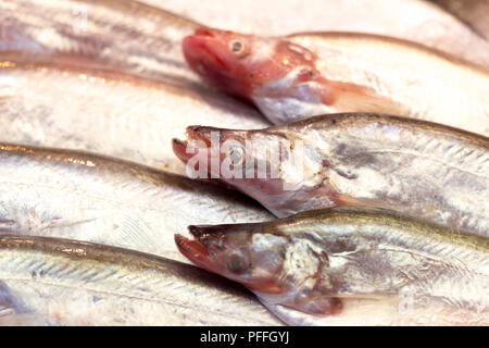 Siluro fresco su ghiaccio a vendere in un mercato Foto Stock