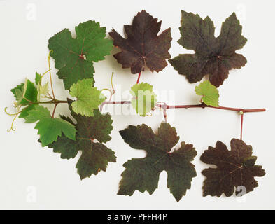 Vitis vinifera " Purpurea', una forma vigorosa del vitigno, con verde e vino-viola foglie. Foto Stock