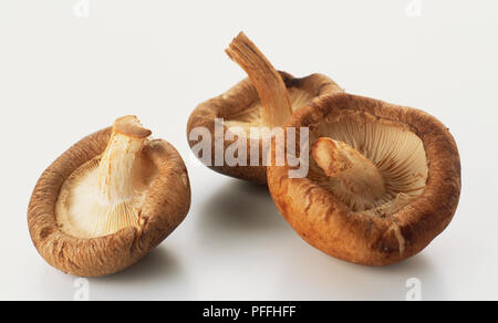 Tre funghi shiitake, vicino. Foto Stock