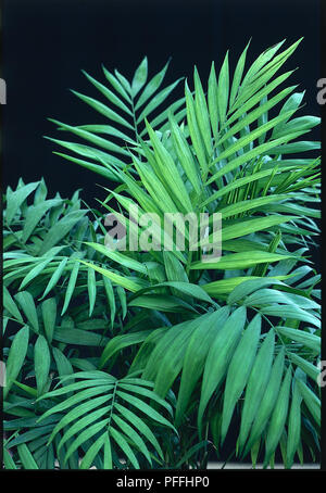 Close-up della piuma a forma di foglie di molti volantini patinati della evergreen, snello palm Chamaedorea elegans, syn. Neanthe Bella (Nana palm di montagna, salottino palm). Foto Stock