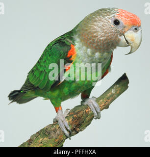 Vista laterale frontale di un capo immaturi Parrot, appollaiate su un ramo, mostrando il grigio-argento la nuca e la testa di profilo, un ampio fronte arancione e verde corpo e ala piumaggio. Foto Stock