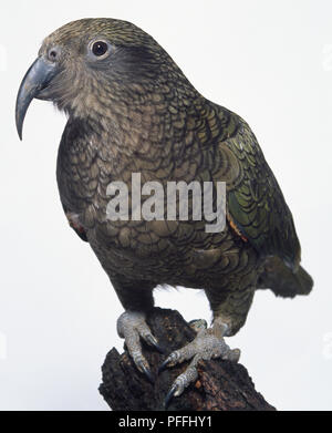 Vista frontale di un Kea con testa di profilo, un grande e fortemente costruito bird si appollaia su un decadimento ceppo di albero, mostrando una lunga appuntita bill, scuro bordi sfumati, lucida verde ali e gambe forti di un uccello a piedi. Foto Stock