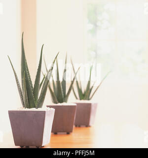 Close-up del verde argenteo delle foglie di questa succulenta aloe con un caratteristico bordo dentato, visualizzato in vasi di ardesia. Foto Stock