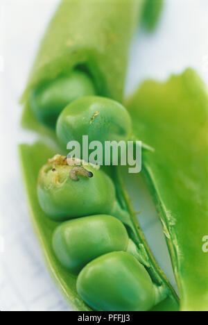 Cydia nigricana, pisello moth caterpillar. Foto Stock