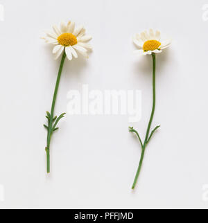Bellis perennis, Daisy, due singoli fiori. Foto Stock