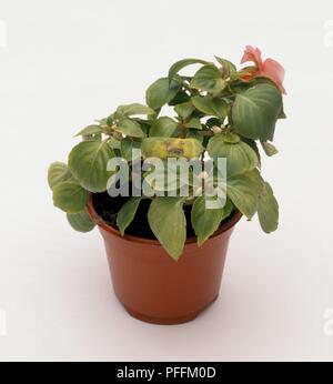 Impatiens Walleriana (Busy lizzie) in pianta che mostra pot scolorito, foglie di avvizzimento Foto Stock