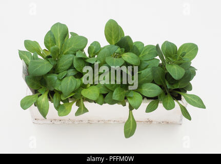 Verde lussureggiante di foglie di petunia in Window box Foto Stock