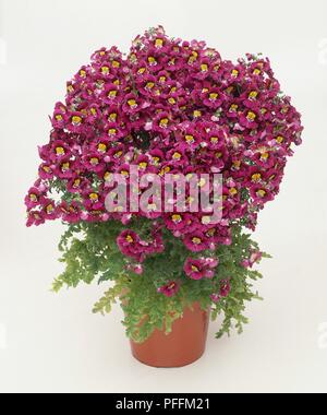 Schizanthus pianta in piena fioritura, in vaso Foto Stock
