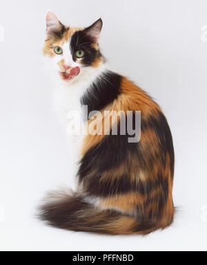 Marrone, Bianco e nero Cat seduta Foto Stock