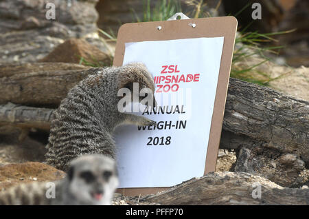 Meerkats Hari e Mara, durante l annuale pesare-in presso lo Zoo Whipsnade, Dunstable. Foto Stock