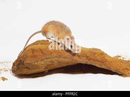 Un giallo mouse spinosa con una lunga coda. Foto Stock