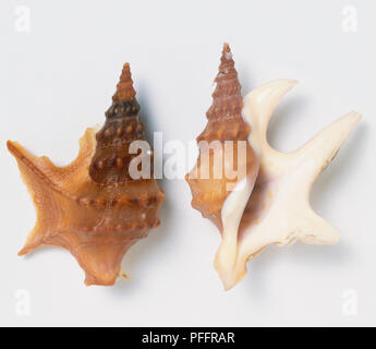 Parte superiore e parte inferiore vista del pellicano Comune di piede di shell (Aporrhais pespelecani) Foto Stock