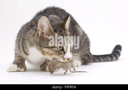 Grigio Tabby Cat (felis catus) lcrouching con un topo morto nella sua bocca, vista laterale. Foto Stock