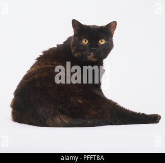 Vista posteriore di un marrone Tartaruga British Shorthair Cat (felis catus), rivolto in avanti Foto Stock