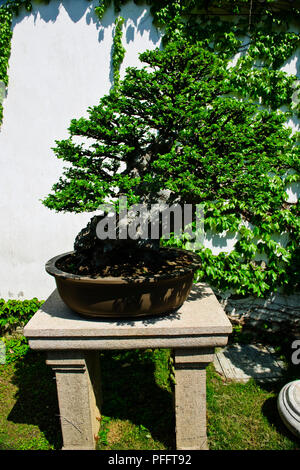 Ornamentali giardini esotici per la vita e la ricreazione,padiglioni,INGRESSI,Adjstments stagionale,vasto Bonzai colletion,Suzhou, Jiangsu, Cina Foto Stock