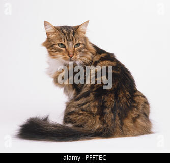 Brown tabby con i capelli lunghi Cat (felis catus) seduta guardando indietro Foto Stock