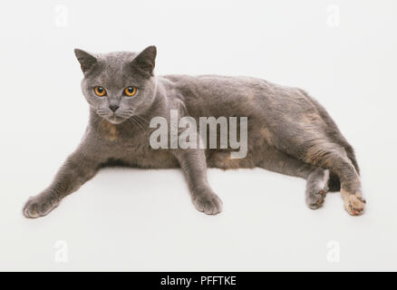 British blu e crema Cat (felis catus) giacente sul suo lato rivolto in avanti con le sue zampe davanti, vista laterale Foto Stock