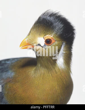 Profilo di testa in close-up di un Hartlaub's's Turaco. Foto Stock