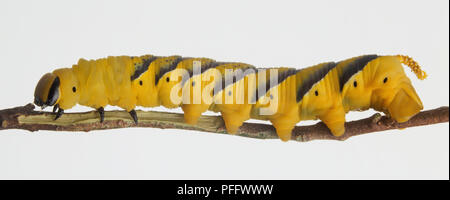 La morte la testa Hawk-moth, Acherontia atropo, vista laterale caterpillar giallo con marcature nere lungo la sua schiena strisciando su un ramoscello. Foto Stock