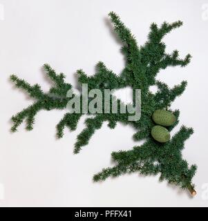 Cedrus brevifolia (Cipriano cedar), il ramo coperto di foglie verdi e due coni immaturo Foto Stock