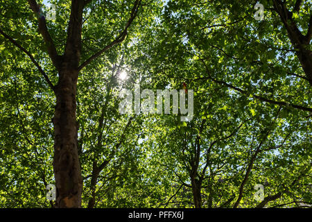 Immagine di Kingston Upon Hull UK Città della cultura 2017. Sole splende attraverso i rami di alberi e foglie verdi. Foto Stock