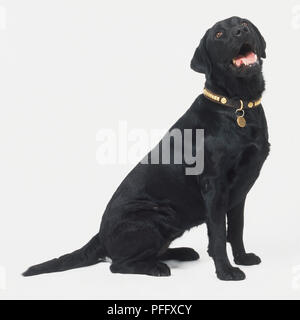 Nero Labrador Retriever (canis familiaris), seduti, guardando in alto, vista laterale Foto Stock