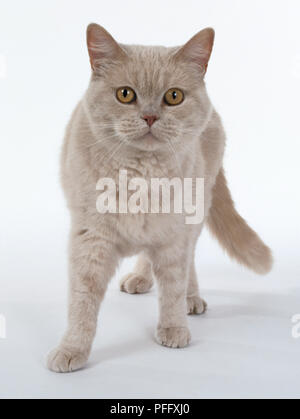 Crema shorthaired Britannico gatto con collo corto, in piedi, vista frontale. Foto Stock