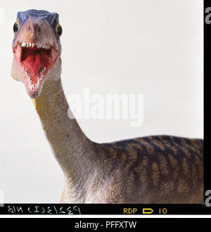 Vista anteriore con la bocca aperta, modello di una testa lunga e sottile collo di un dinosauro Compsognathus. La bocca aperta espone le righe di piccoli denti affilati. Foto Stock