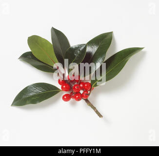 IIex x altaclerensis, Highclere Holly Foto Stock
