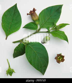 Atropa belladonna, Belladonna. Foto Stock