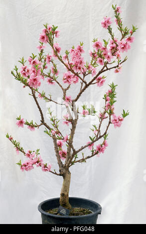 Prunus persica, pesco in pentola, mostra fiori rosa. Foto Stock