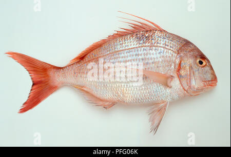Blu-spotted Orate di mare, pesce con un rosso spinosa pinna dorsale e pinna caudale. Foto Stock