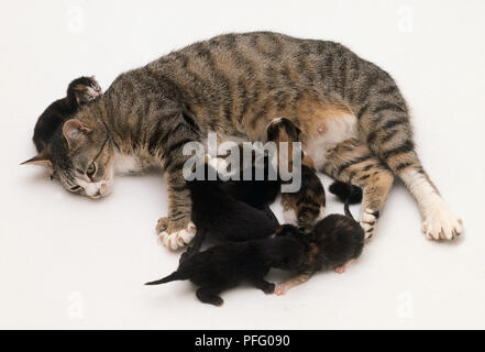 Tabby madre gatto e lettiere dei gattini Foto Stock