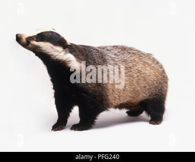 Meles meles (vecchio mondo badger, Eurasian badger). Famiglia Mustelidae. Badger visto dal lato. Foto Stock