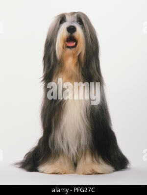 Collie barbuto, nero, grigio e bianco con i capelli lunghi cane, vista frontale Foto Stock