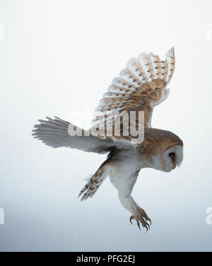 Vista laterale di un Barbagianni in volo con le ali distese e gambe e piedi tese come se provenienti da terreni o preparare per afferrare le prede. Le ali sono finemente sbarrate, la testa è grande e le gambe sono lunghe e potenti. Foto Stock