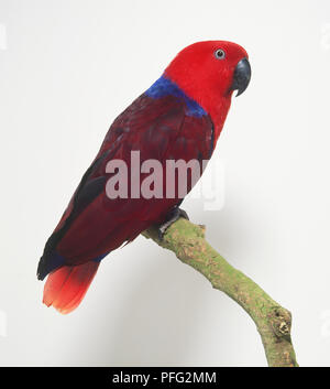 Femmina pappagallo Eclectus (Eclectus roratus) appollaiato sul ramo, vista laterale Foto Stock